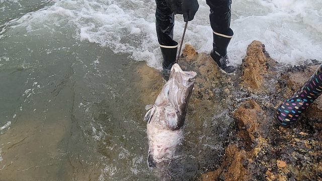 一条十斤大石斑被海浪冲到礁石边，价值几千村花却说拿回家晒鱼干