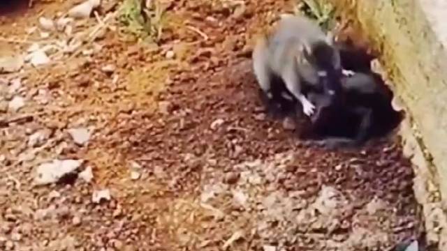 这青蛙也太倒霉了吧。