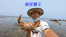 阿平赶海捉到一只大青蟹，还遇到了黑色的海鳗龙和一对长寿鱼
