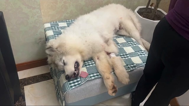 偷吃了十斤狗粮的狗，把自己吃进医院动手术