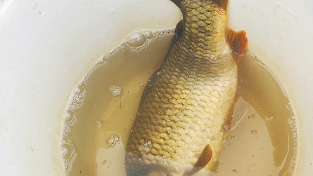 农村女孩学习钓鱼第是天收获满满
