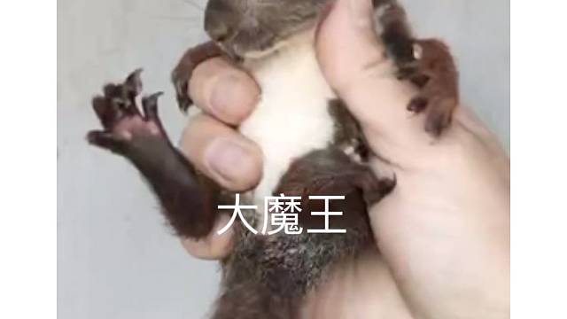 魔王松鼠，亲人上手