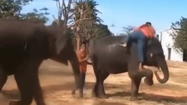 大象也吃醋_你信吗