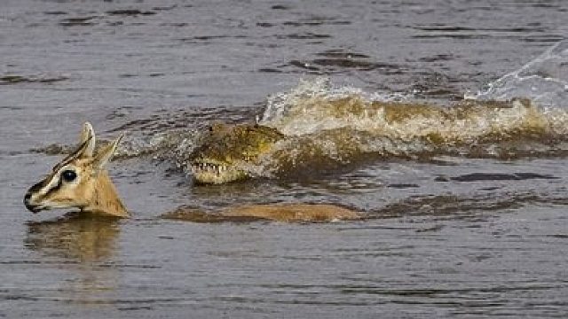面对鳄鱼来袭，羚羊妈妈牺牲自己救孩子