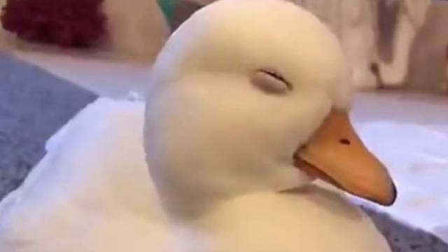 鸭鸭很困，鸭鸭不想说话