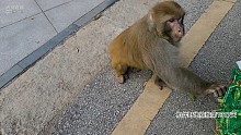 路边吃果果
