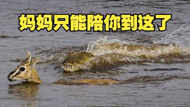 母爱不分物种，羊妈妈以身饲鳄救羊宝宝