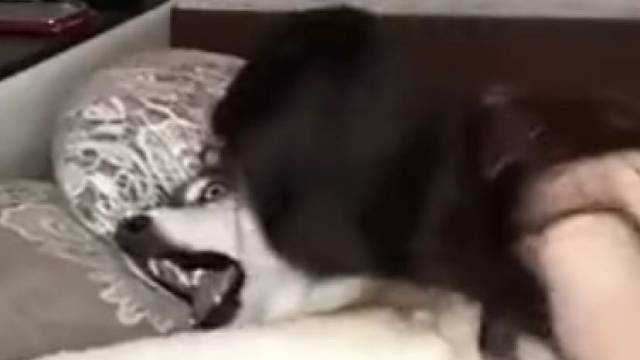 未经狗苦莫劝狗善