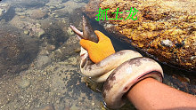 阿平赶海抓到了一条凶猛的土龙，之后还抓了跳跳鱼和八爪鱼