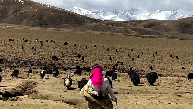 北方的春天，冬虫夏草