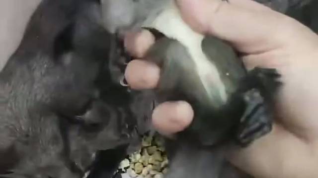 非野生自家繁殖雪地魔王红腹幼崽松鼠温顺亲人