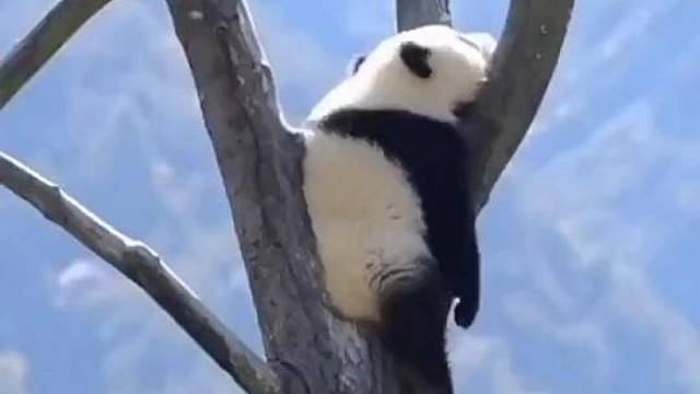 不可思议，好可爱