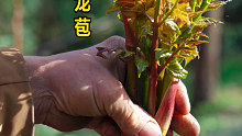 刺龙苞刺老芽刺嫩芽，摘两个回家尝尝，就是有点费手