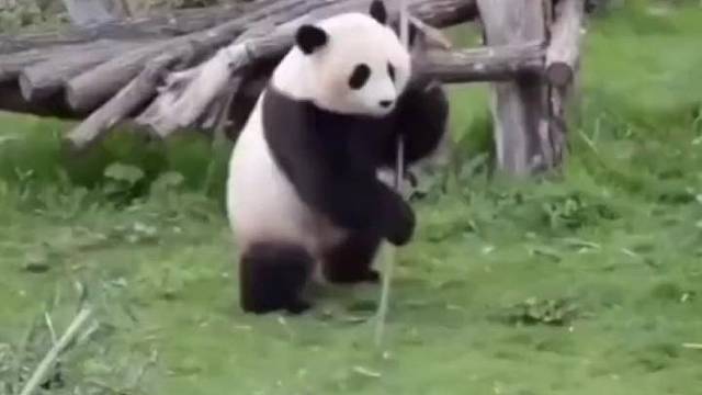 看看动物们怎么表演武术