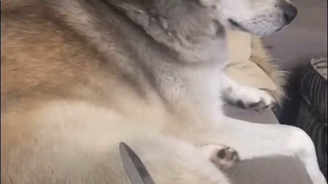 狗：我真的是麻了