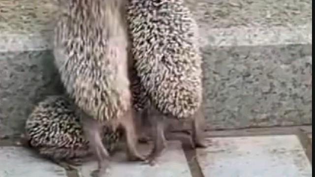 事实证明越懂事越没人疼