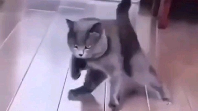 四条腿各走各的…