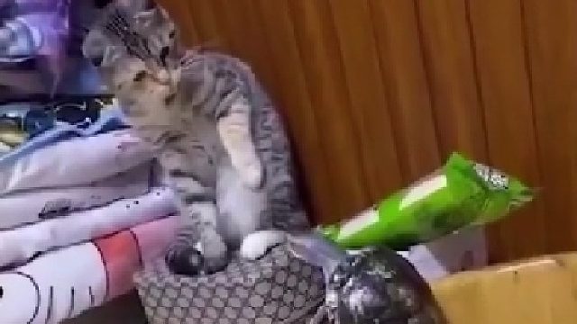 猫啊！你挺狗啊