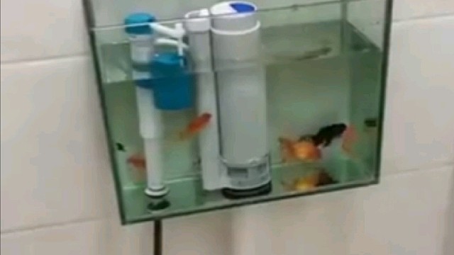 鱼：我每天经历潮起潮落数十次