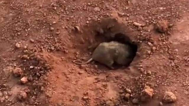 给倒点水土干磨爪子。