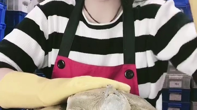 来吧！看看漂亮的甲鱼，非常默契呢