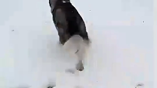 狗子比人都会撒娇