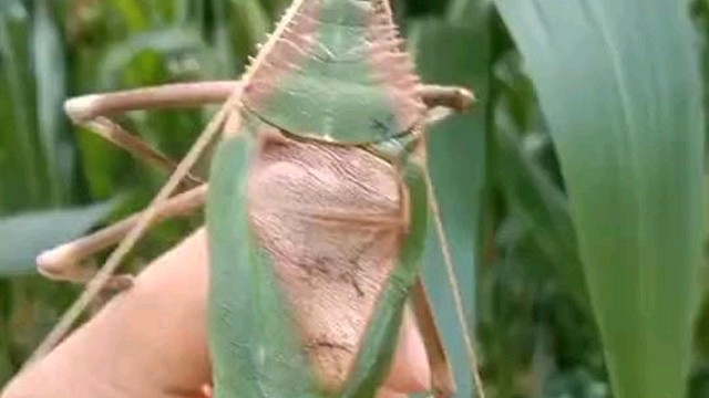 我说夏天怎么还没来，原来是被你抓住了