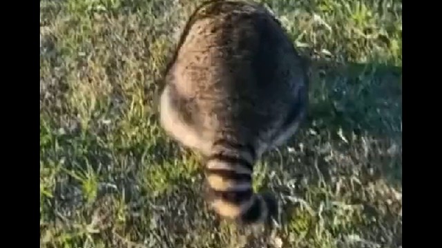 当玩家在老头环里遭遇boss战时