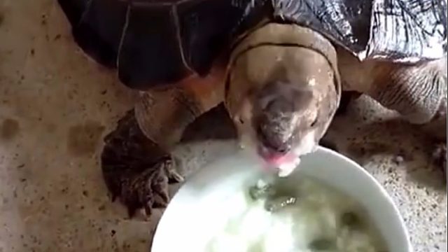 这世界上没有奶奶养不好的宠物