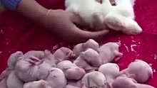 兔子生产宝宝的过程生了超级多