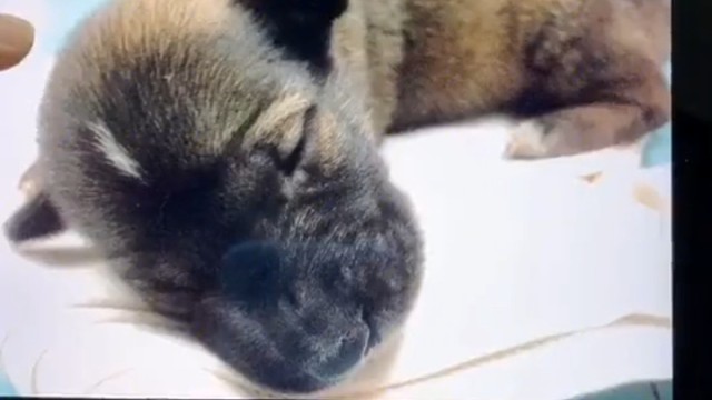 好家伙！放外公家半个月成猕猴桃了？