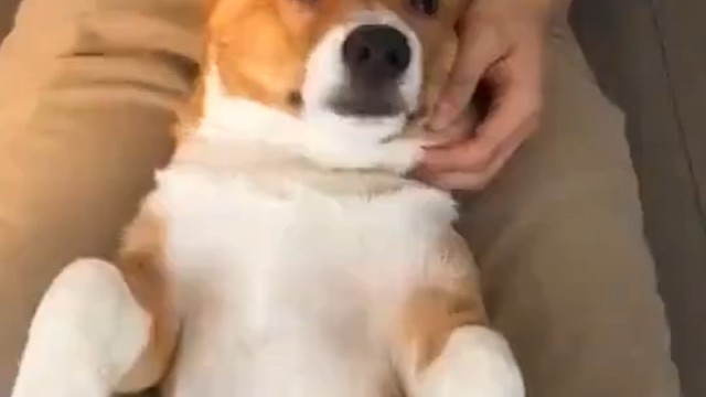 此时狗子还不知道问题的严重性……