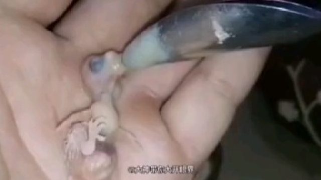 捡到一只小鸟，于是慢慢喂，结果长大后变成了。。。。。。