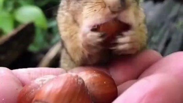 外网一位小哥不知不觉结交了一支花栗鼠大军