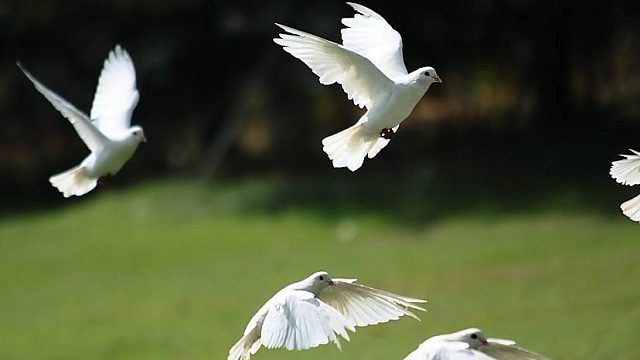 我发布了一个新视频，快来围观吧！