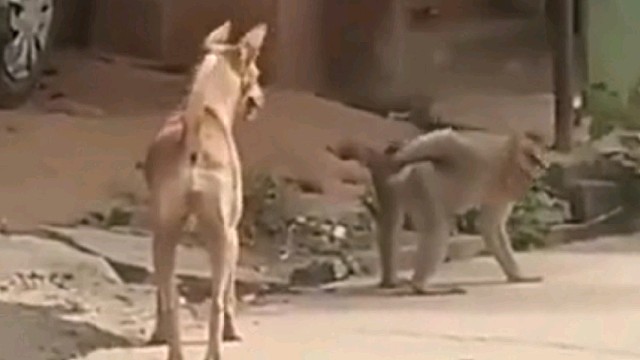 这猴子之前经历了什么