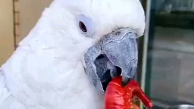 女朋友一郁闷就想吃小龙虾