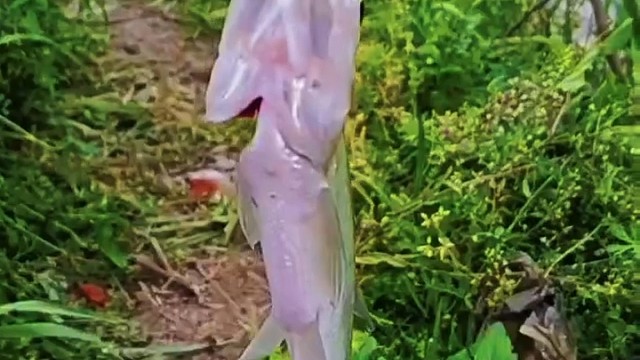 一天一尾，巴适。