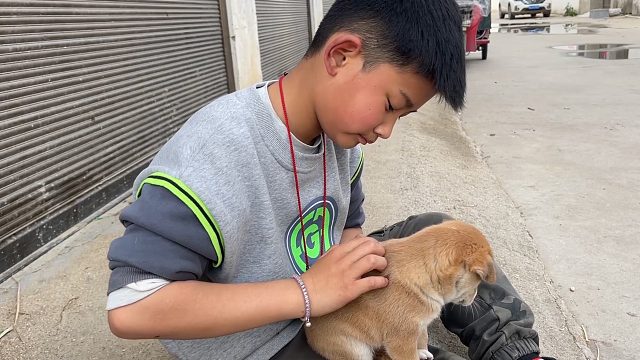 同学要送儿子一条狗，各种颜色随便挑，儿子提前预定一条真可爱