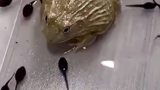 小蝌蚪找妈妈 哎哎