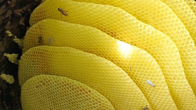 野生蜂蜜百花蜜土蜂蜜