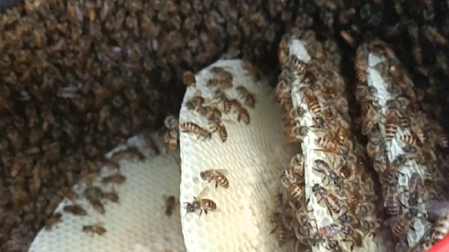 野生蜂蜜的采集