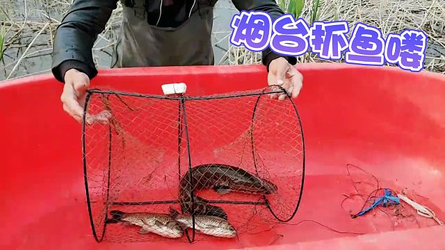 【微山湖】烟台抓鱼喽