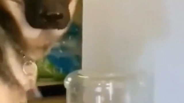 铲屎的你看到了吗