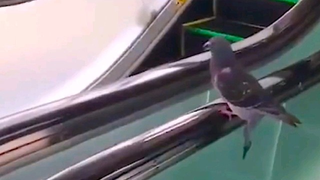 鸽子：坐个电梯太不容易了！