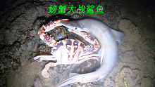 阿平赶海遇到了一只大螃蟹，它竟然还夹着一条大鱼