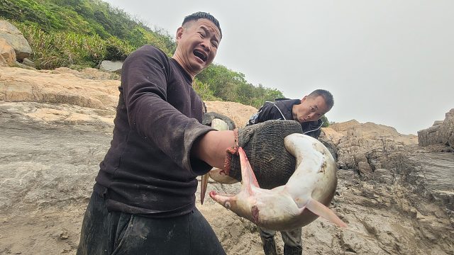 赶海遇到这种生物一定要远离，不然下场就跟小明一样