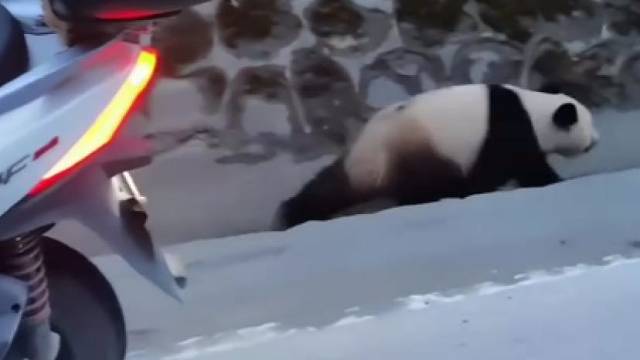 骑行途中遇见美好，男子偶遇野生大熊猫，“心里还是有点怕”。