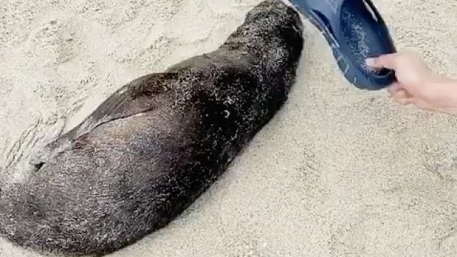 大家都走了，就剩这小家伙还在梦里