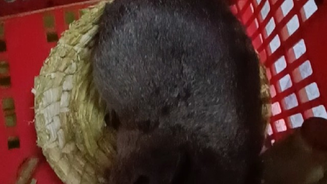 一只大耗子撸它耳朵